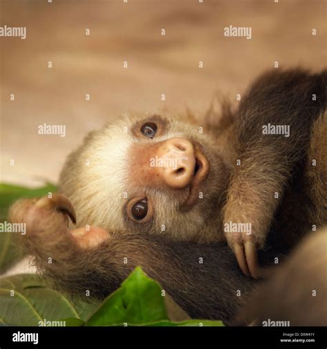 Baby Hoffmann's Two-toed Sloth (Choloepus hoffmanni) at the Sloth Sanctuary of Costa Rica Stock ...