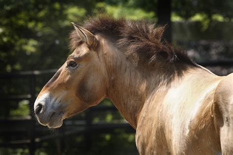 Elderly Przewalski’s Horse Dies at the Smithsonian’s National Zoo | Smithsonian's National Zoo ...