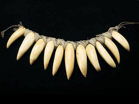 Tabua: Demand for Fijian love necklaces made from sperm whale teeth shows no sign of slowing ...