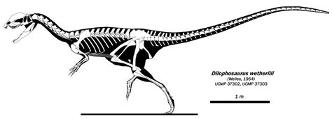 Dilophosaurus Skeleton - Prehistoric Dinosaur Fossil