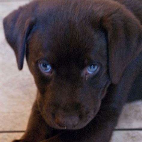 Puppies With Blue Eyes, Black Lab Puppies, Cute Puppies, Dogs And Puppies, Cute Dogs, Black Dogs ...