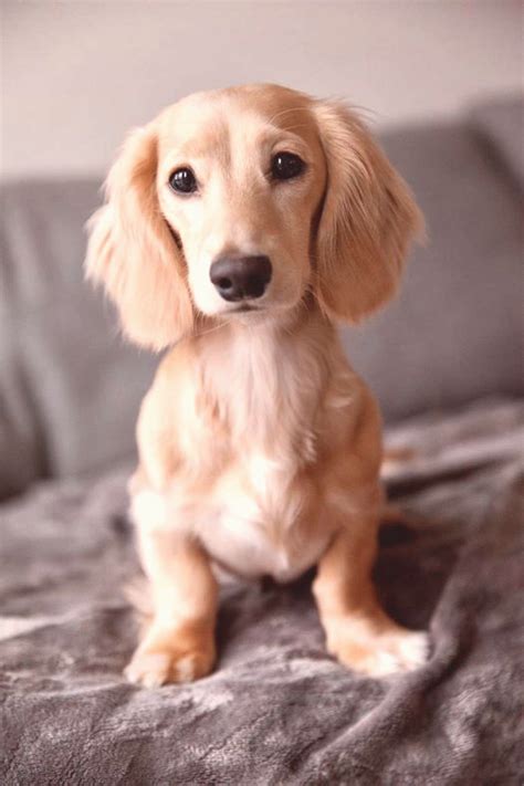 A Beautiful Dachshund Dog in 2020 | Dachshund dog, Daschund puppies, Dog breeds