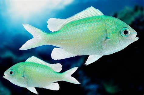 Green Chromis: Lifespan, Aggressiveness, and Breeding