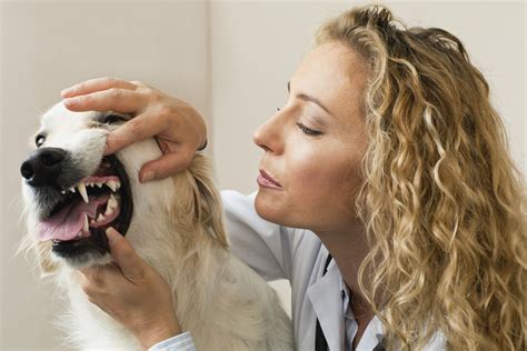 Common Dog Teeth Problems