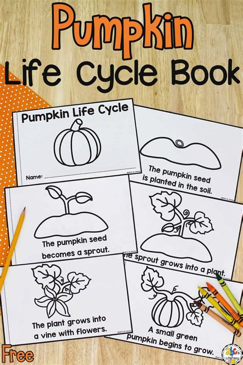 Life Cycle of a Pumpkin Book: Free Printable Science Book | Pumpkin activities preschool ...