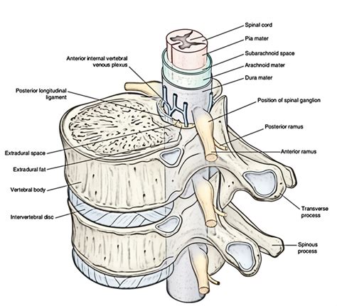 Vertebral Canal and Its Contents – Earth's Lab | Plexus products, Dura mater, Intervertebral disc