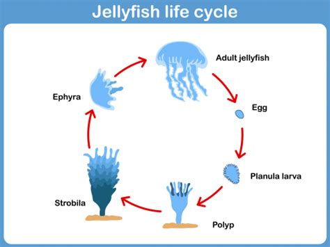 Jellyfish Life Cycle, Vector Illustration Of Jelly Fish Life Stock ...