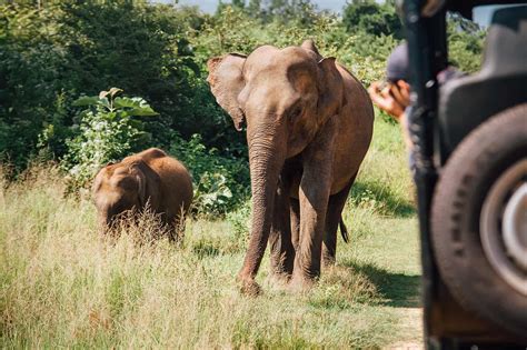 Beautiful Udawalawe National Park - Wowtovisit