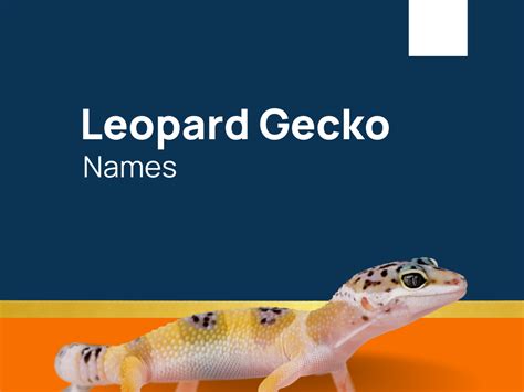 421+ Awesome Leopard Gecko Names to Consider (+Generator)