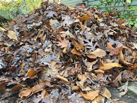 It’s Called Leaf Litter, But It’s Not Garbage - Six Reasons to Leave ...