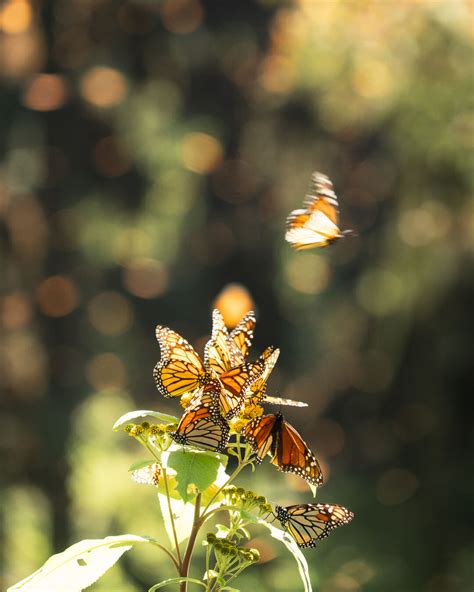 How to See The Monarch Butterfly Migration in Mexico - Jess Wandering