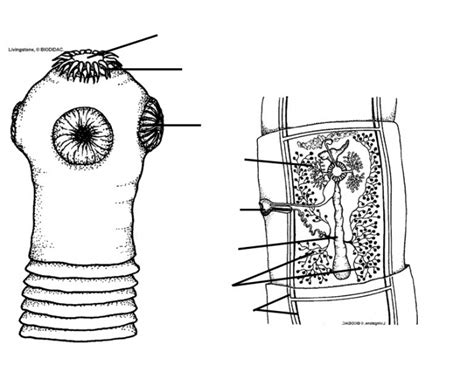 Tapeworm Anatomy Quiz