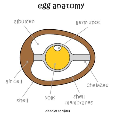 Egg Anatomy Printable | Doodles and Jots | Anatomy, Science activities for kids, Culinary arts