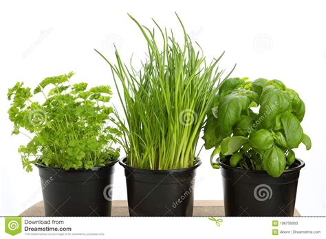 Different Green Herbs for Cooking Stock Image - Image of chives, plant: 106756663