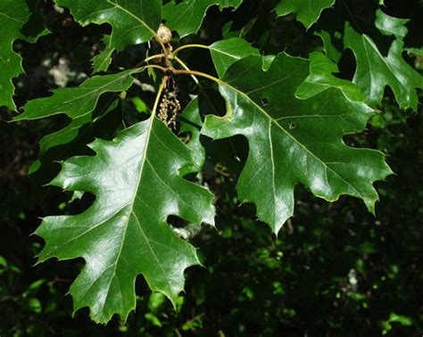 Oak Tree Species ID & Ecology - UC Oaks