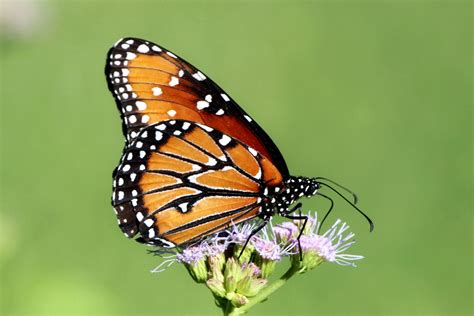 Queen Butterfly (GTM Research Reserve Butterfly Guide) · iNaturalist