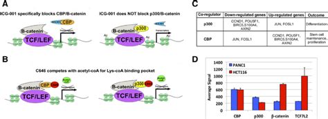 Targeting the WNT pathway using epigenetic inhibitors. WNT signaling... | Download Scientific ...