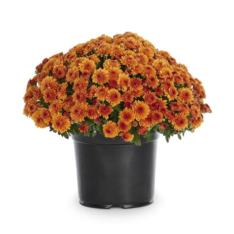 3-Quart Pot Orange Chrysanthemum x morifolium (L5581) at Lowes.com