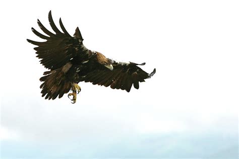 Spanish Imperial Eagle Adult Male Flying On A Cloudy Day Photograph by ...