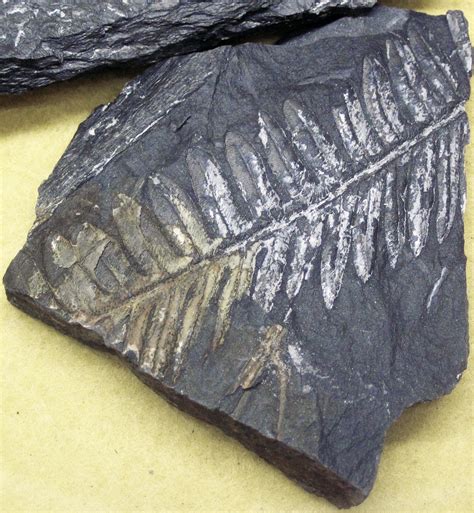 Fossil plant in carbonaceous shale (top of Pottsville Form… | Flickr