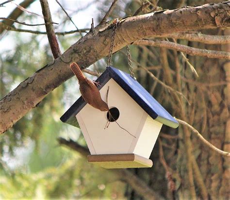 Nesting Habits of Wrens - Timing, Selection and Breeding Behavior