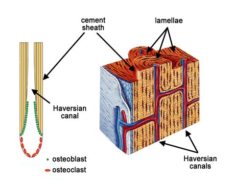 The Toughness of Bone - Berkeley Lab – Berkeley Lab News Center