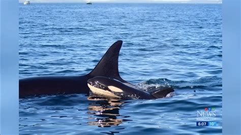 Baby calf joins endangered orca pod