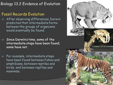 Arriba 94+ imagen fossil evidence for evolution - Abzlocal.mx