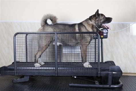 11 Best Dog Treadmills (Buying Guide)