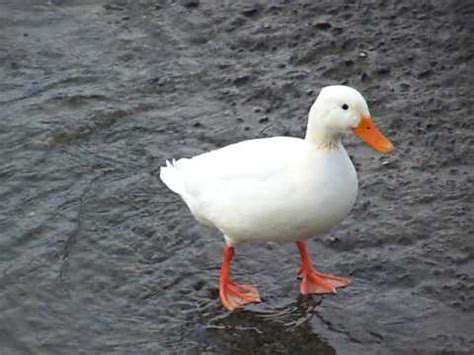 canard blanc - Materiel de bassins