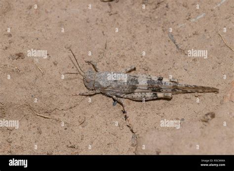 Pallid-winged Grasshopper, Trimerotropis pallidipennis, female Stock Photo - Alamy