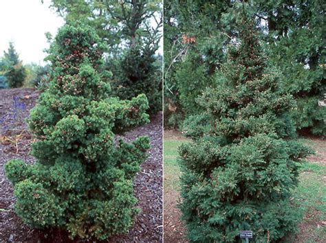 Cryptomeria japonica 'Black Dragon' | Landscape Plants | Oregon State ...