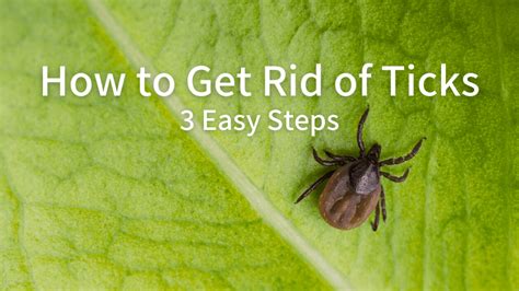 How To Get Rid Of Ticks: 3 Easy Steps | DG Cedar Oil