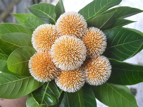 Neolamarckia cadamba Burflower Tree Amboina Kadam | Etsy in 2020 ...