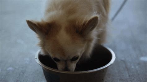 Dog-Food- GIFs - Find & Share on GIPHY