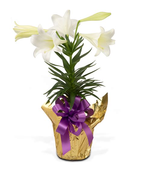 Images Of Easter Lilies | Free download on ClipArtMag