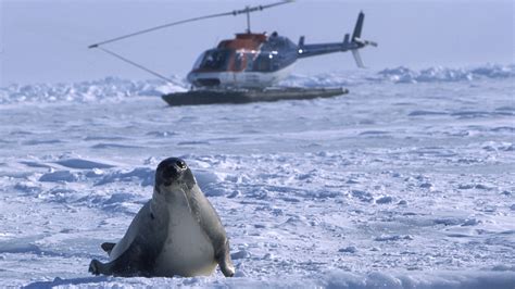 Seal hunting is the target of the unflinching documentary 'Huntwatch' - LA Times