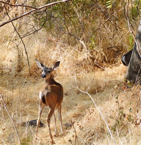 Premium Photo | Deer standing in a forest