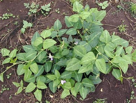 Cowpea (Vigna unguiculata) forage | Feedipedia