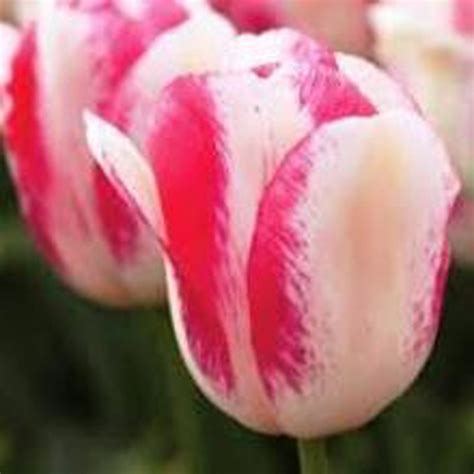 Tulipa First Class — Flors Catalunya