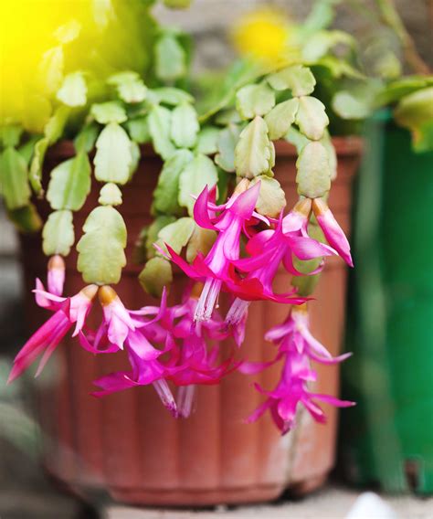 Christmas cactus propagation: get more plants for free | Gardeningetc