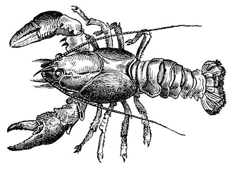 black and white lobster clipart - Clip Art Library