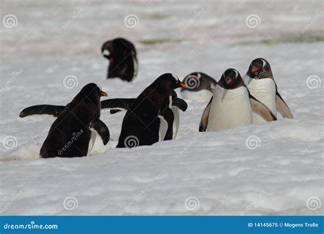 March of the Penguins, Antarctica Stock Image - Image of south ...