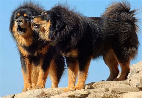 Tibetan Mastiff