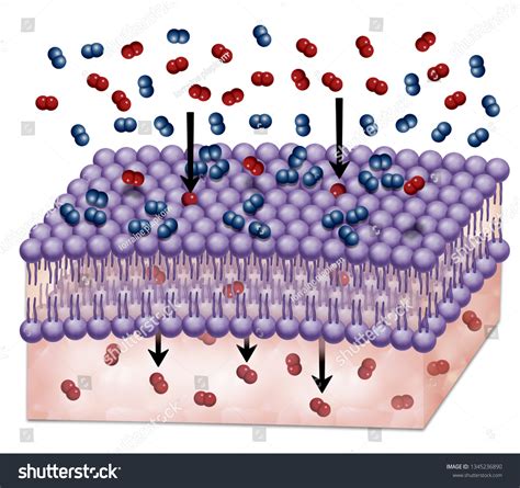 Diagram Selective Permeability Materials Through Cell Stock ...