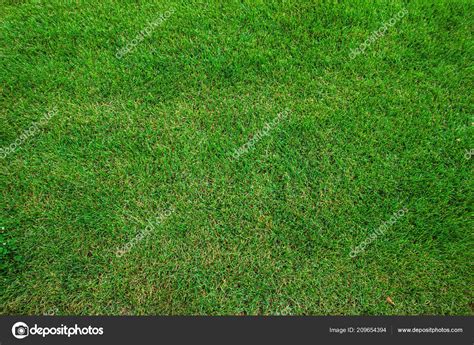 Grass Texture Freshly Cut Green Grass Background Natural Grass Trimmed ...