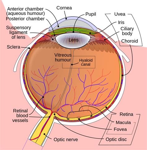 Non-Arteritic Anterior Ischemic Optic Neuropathy (NAION) - Mata Clinic ...