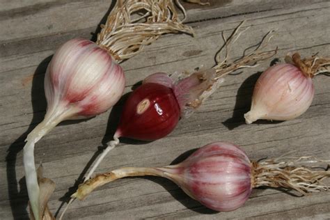 Ajo Rojo Garlic (tangledbranches.com) - SeedWise - SeedWise.com