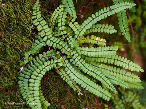 Asplenium trichomanes - wild in Provence