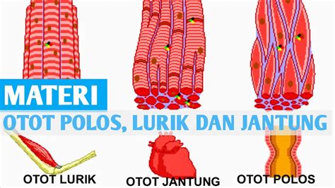 Gambar Otot Polos Jantung Lurik – serat